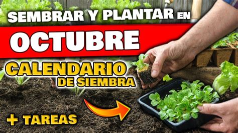 Que Sembrar Y Plantar En Octubre Calendario De Siembra Tareas