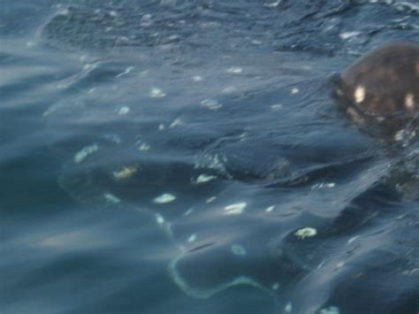 Whale Shark Snorkeling, Mexico