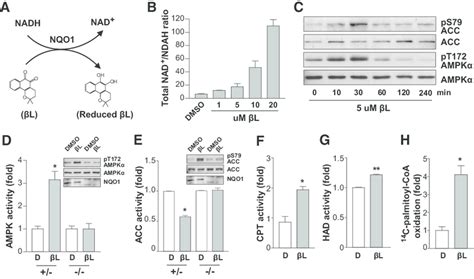 L Induced Nadh Oxidation Stimulates The Ampk Signaling Pathway And