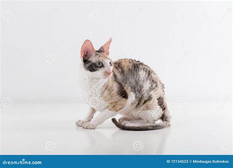 Curious Cornish Rex Cat Stand On The White Table White Wall Background