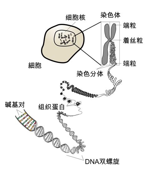 基因、染色体、蛋白质、dna、rna 之间的关系是什么？ 知乎