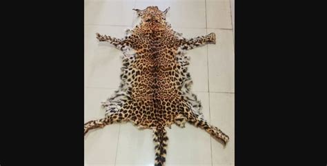 Leopard Skin Seized One Arrested In Odishas Kandhamal Odishabytes