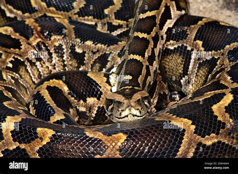 Royal Python Hi Res Stock Photography And Images Alamy