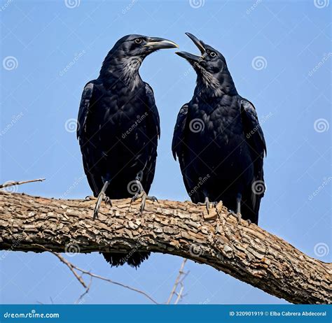 Two Crows Tree Branch Stock Illustration Illustration Of Nature