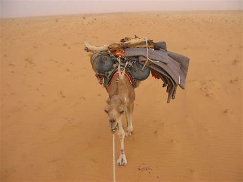 Ca va tomber Dromadaires Animaux Désert Chinguetti Adrar