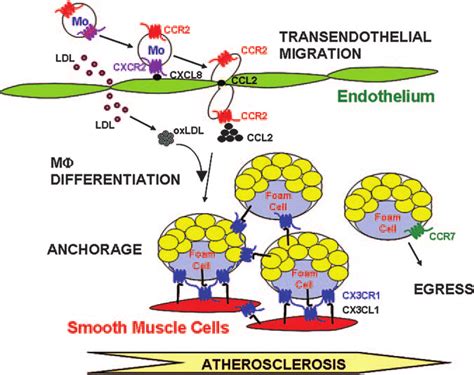 Model For Chemokine Regulation Of Monocyte Accumulation In