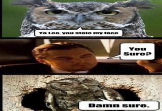 Owl Memes - Gallery | eBaum's World