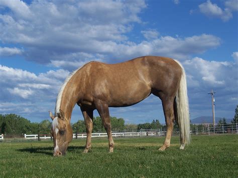 Palomino Quarter Horse Grazing on Grass