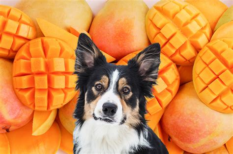 Mangos für Hunde Dürfen Hunde Mango essen