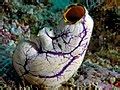 Deuterostome - Wikipedia