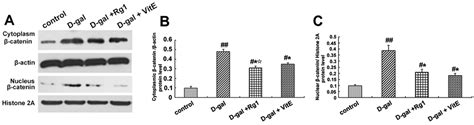 Ijms Free Full Text Protective Effect Of Ginsenoside Rg1 On