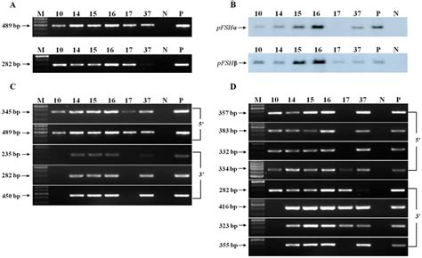 Identification Of Tg Mice And Assessment Of The Integrity Of Bac