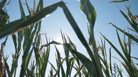 Vidéo Stock Agriculture Green leaves of corn in blue sky Corn Field