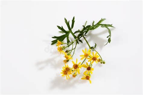 Ragwort Poisonous Plant Flowering Yellow Flowers Stock Photo - Image of ...