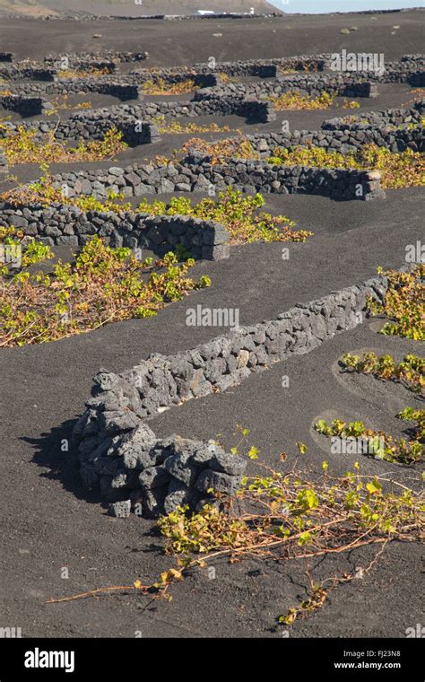 Vineyards Of La Geria On Volcanic Ash Of 1730s Eruptions Lanzarote