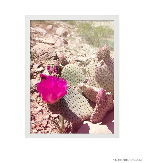 Stampa Cactus Rosa Beavertail Floreale Botanico Stampa Etsy Italia