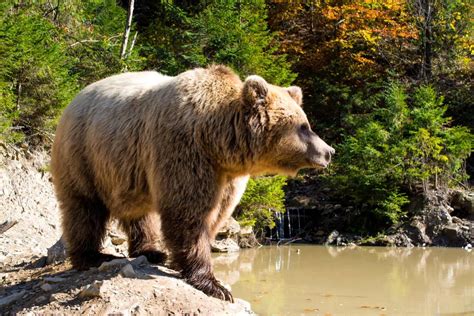 20 Grizzly Bear Facts - Our Planet