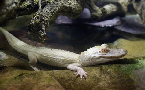 Albino Crocodile