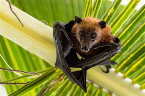 Video of Rescued Fruit Bat Getting Its First Taste of a Banana Is So ...