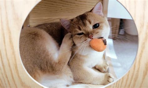 What Causes Red Itchy Spots On Legs And Feet In Cats - Infoupdate.org