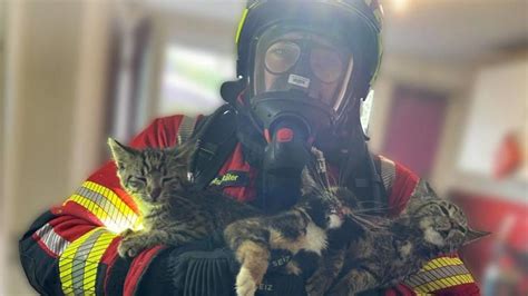 Schmalkalden Feuerwehreinsatz F Nf Katzenbabys Aus Verqualmter