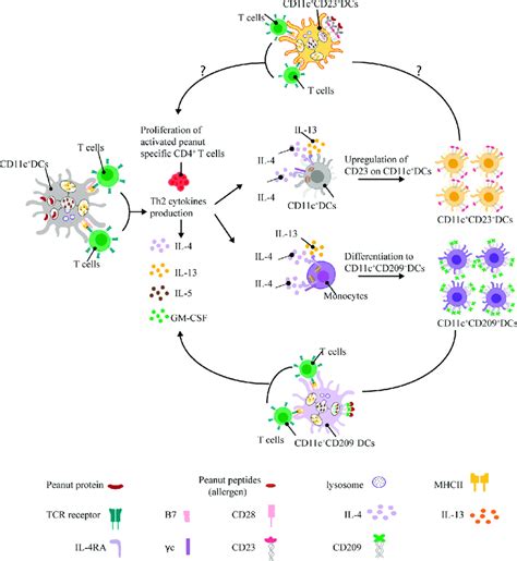 A Positive Feedback Loop Between The Adaptive And Innate Immune Systems