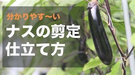 【図解】世界一分かりやすいナスの剪定・仕立て方 家庭菜園でも100本収穫する方法 Youtube 家庭菜園 水耕栽培 野菜 剪定