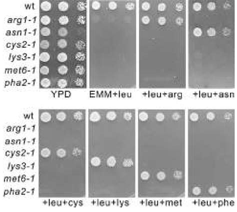 The Amino Acid Auxotrophic Nature Of The Isolated S Pombe Mutants