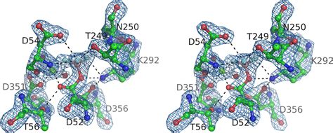 Crystal Structure Of Human Cytosolic 5′ Nucleotidase Ii Journal Of