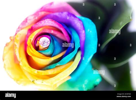 Colorful rainbow rose closeup image Stock Photo - Alamy