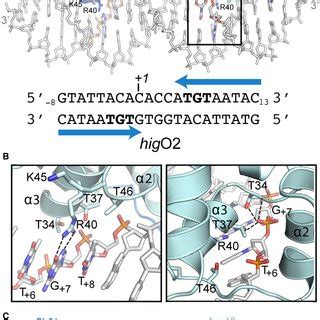 Structural Basis Of Higadna Operator Recognition A Xray