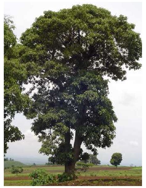 1 A mature Croton macrostachyus amidst a farmland in central Ethiopia ...