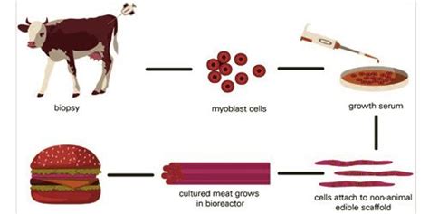 Cultured Meat - Assignment Point