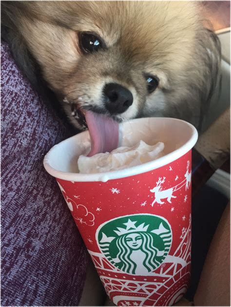 Pup Cup Starbucks A Delightful Treat For Your Furry Friend