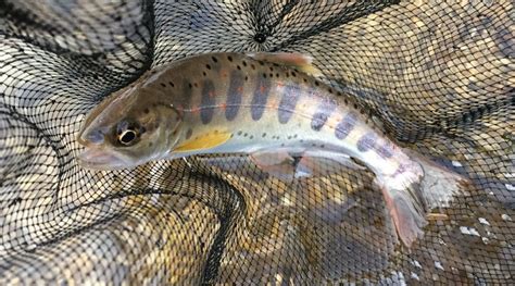 【渓流釣り初心者】川釣りの種類を、釣れる魚の種類ごとに紹介！ つりチケマガジン