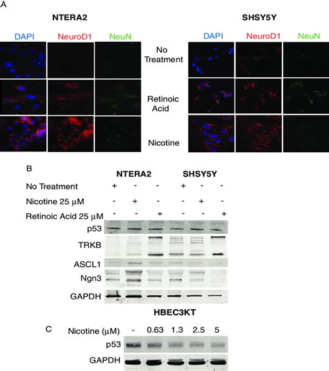 Nicotine Can Increase NeuroD1 Expression Without Causing Neuroendocrine