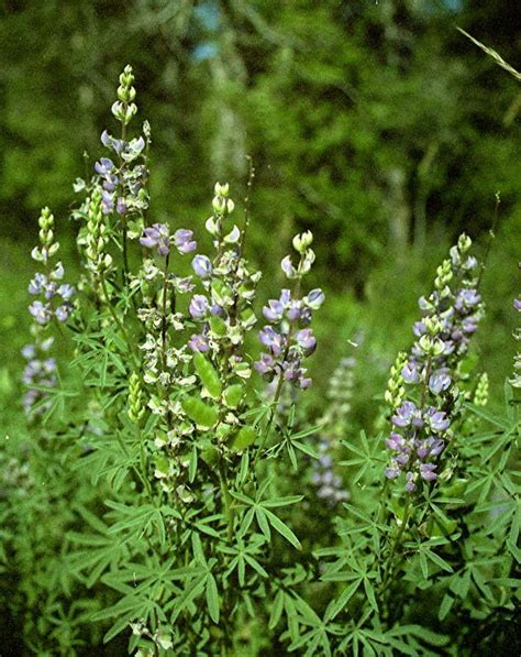 Plants Ob Lupinus Polyphyllus Bigleaf Lupine Columbu Flickr