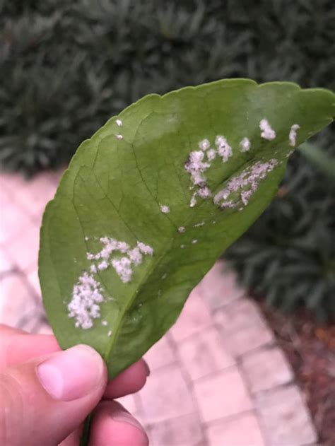 Tangerine Tree Disease Fungus