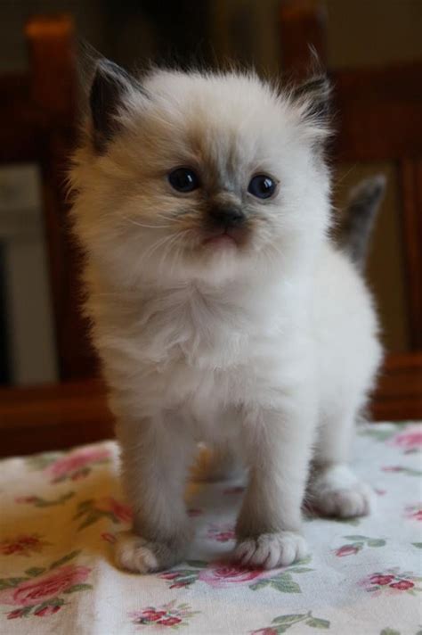 Ragdoll kitten | Cute cats, Cute baby cats, Kittens cutest