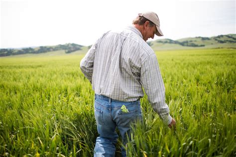 Beneath California Crops Groundwater Crisis Grows The New York Times