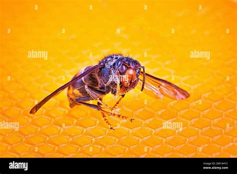 Hornet Asian Kill Bees Hi Res Stock Photography And Images Alamy