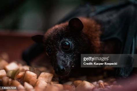 Fruit Eating Bats Photos and Premium High Res Pictures - Getty Images