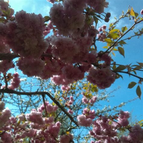 Prunus Serrulata Kiku Shidare Zakura Weeping Flowering Cherry Tree