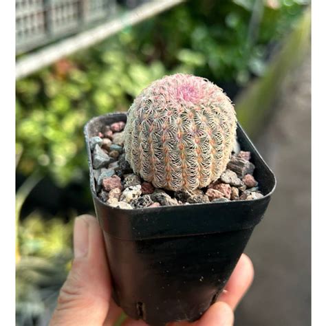 Succulent Cactus Echinocereus Rigidissimus Rainbow Hedgehog Cactus