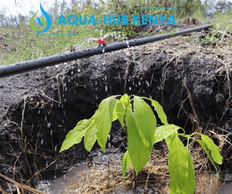 Irrigation For Hass Avocado Farming In Kenya Call 0790719020