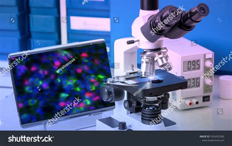 11 Dapi staining Images, Stock Photos & Vectors | Shutterstock