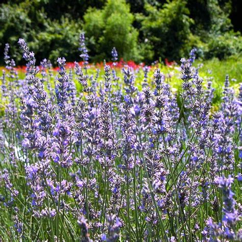 Lavandula Int Provence Lavender From Babikow Wholesale Nursery