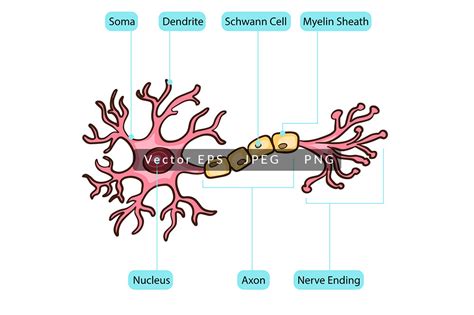 Neuron Nucleus Cell Anatomy Graphic By Scworkspace · Creative Fabrica