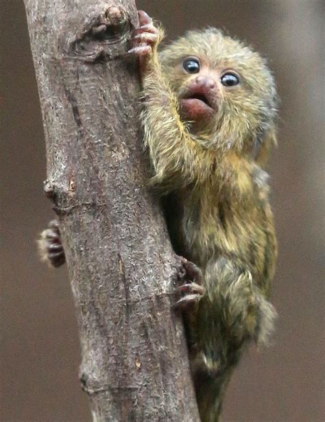 Marmoset Zooborns