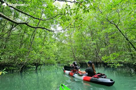 Mangrove Kayaking Tour Langkawi Book Now Pay Later Tours